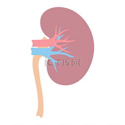 肾脏内部器官的插图人体解剖学医