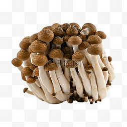 蟹味菇新鲜菌菇