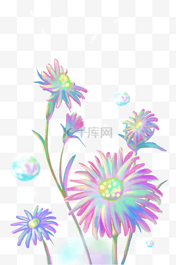 雏菊植物