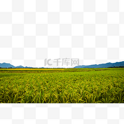 乡村希望的稻田