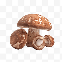 卡通手绘菌菇香菇