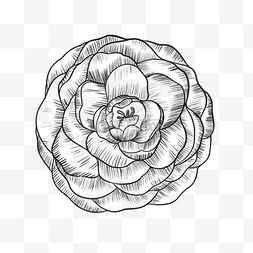 素描雕刻华丽图案玫瑰花花卉