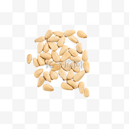 松子果实蛋白质摄影图