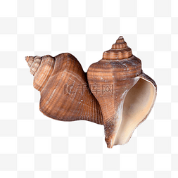 海洋生物图案图片_静物摄影海洋外壳海螺