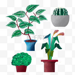 室内植物盆景盆栽