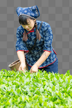 茶叶采茶女性