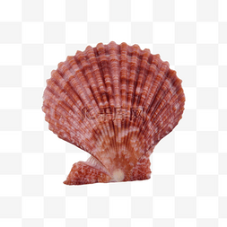 贝壳海洋动物海螺