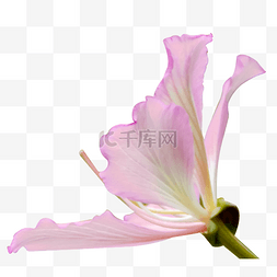 金紫荆花图片_紫荆花花朵鲜花
