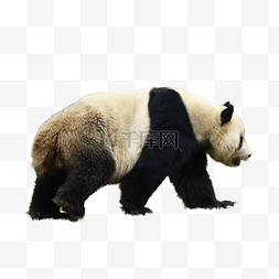 大熊猫大熊猫图片_黑白色哺乳动物熊猫动物园