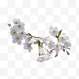 樱花花苞图片_樱花花苞白色树枝植物