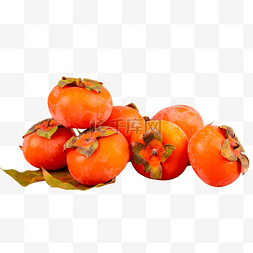秋季成熟果实软柿子