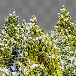 冬季下雪挂雪树木