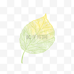 叶子脉络图片_秋天秋季植物树叶叶脉半透明