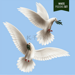 矢量白鸽图片_白鸽配以和平和橄榄枝符号逼真的