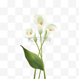 水彩马蹄莲图片_白色水彩马蹄莲花卉植物