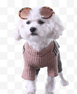 狗狗宠物小动物可爱萌宠戴眼镜