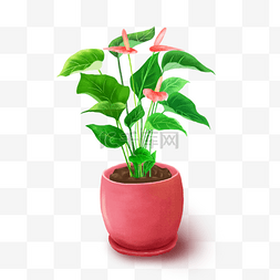 室内植物盆栽图片_可爱粉色花盆绿叶室内植物盆栽