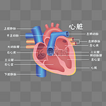 医疗医学人体器官组织心脏示意图器官结构