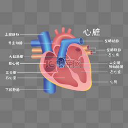 心脏心脏图片_医疗医学人体器官组织心脏示意图