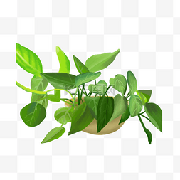 绿叶立体植物图片_绿色宽叶片立体盆栽