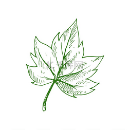 绿色枫树叶图片_或枫叶隔离生态植物草图矢量有机