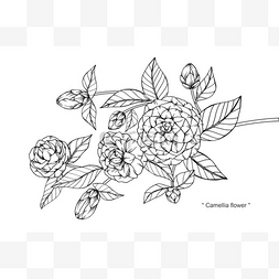金花茶花朵绘画和素描与艺术线条