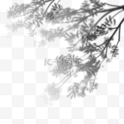 叶黑白图片_植物树叶黑白阴影