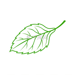 画绿色树叶图片_榆树或山毛榉叶轮廓骨架孤立矢量