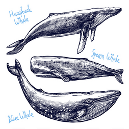 深度蓝色图片_不同的手绘鲸鱼