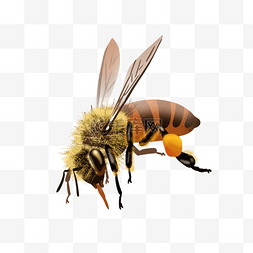 展翅飞翔蜜蜂昆虫
