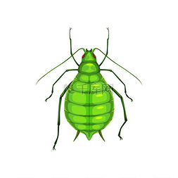 蚜虫、寄生虫害虫防治和农业杀虫
