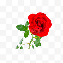 玫瑰装扮花卉摄影图