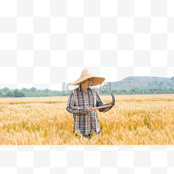 农民拿镰刀图片_一个人拿着镰刀麦田收麦子