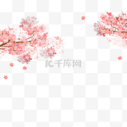 樱花树图片_春季樱花树