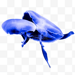 保护海洋动物素材图片_海洋世界生物动物水母