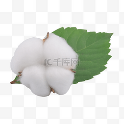 白色植物农作物保暖棉花