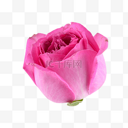 静物花卉图图片_粉色玫瑰植物花卉红色