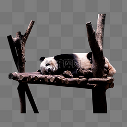 黑白国宝图片_一只大熊猫动物园睡觉