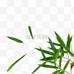 竹叶植物草本
