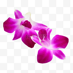 紫洋兰花卉紫色新鲜