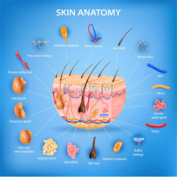 器官打印图片_具有图层和标记零件的皮肤解剖逼