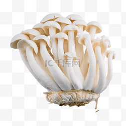 白玉蘑菇 白蘑菇 自然 野生