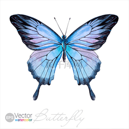 漂亮的壁纸图片_Vector Watercolor Butterfly The Ulysses butte