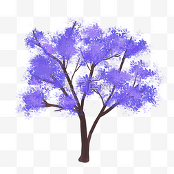 紫色大树图片_蓝花楹花卉树木