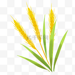 农作物成熟图片_小满成熟的麦子