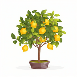 一颗植物图片_一颗结满柠檬的柠檬树