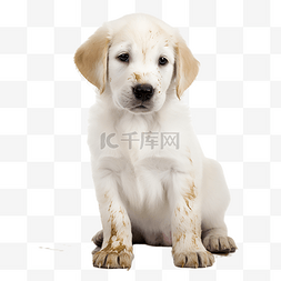 一只金毛幼犬免扣摄影动物
