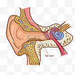 插图人耳医学解剖彩色