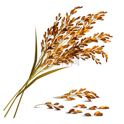 稻穗和谷物与收割和农业符号的逼