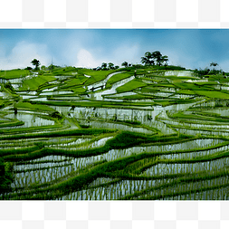 绿色的水稻图片_山坡上的梯田
